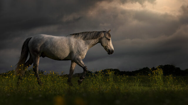 334A0828-Edit-2