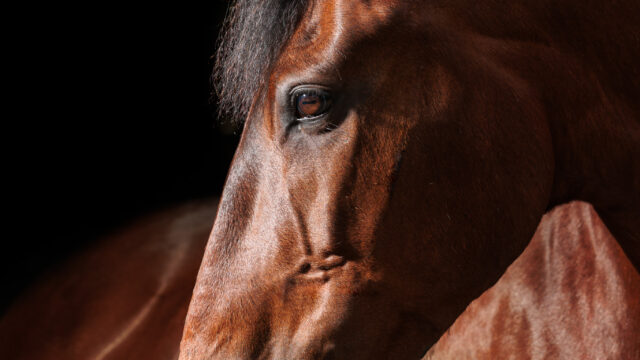 breed-project-cleveland-bay-sam-2